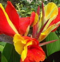 10 Seeds Canna Seeds Plants Pot Flower Seed Yard Bonsai Color Red Yellow Fresh G - $9.89