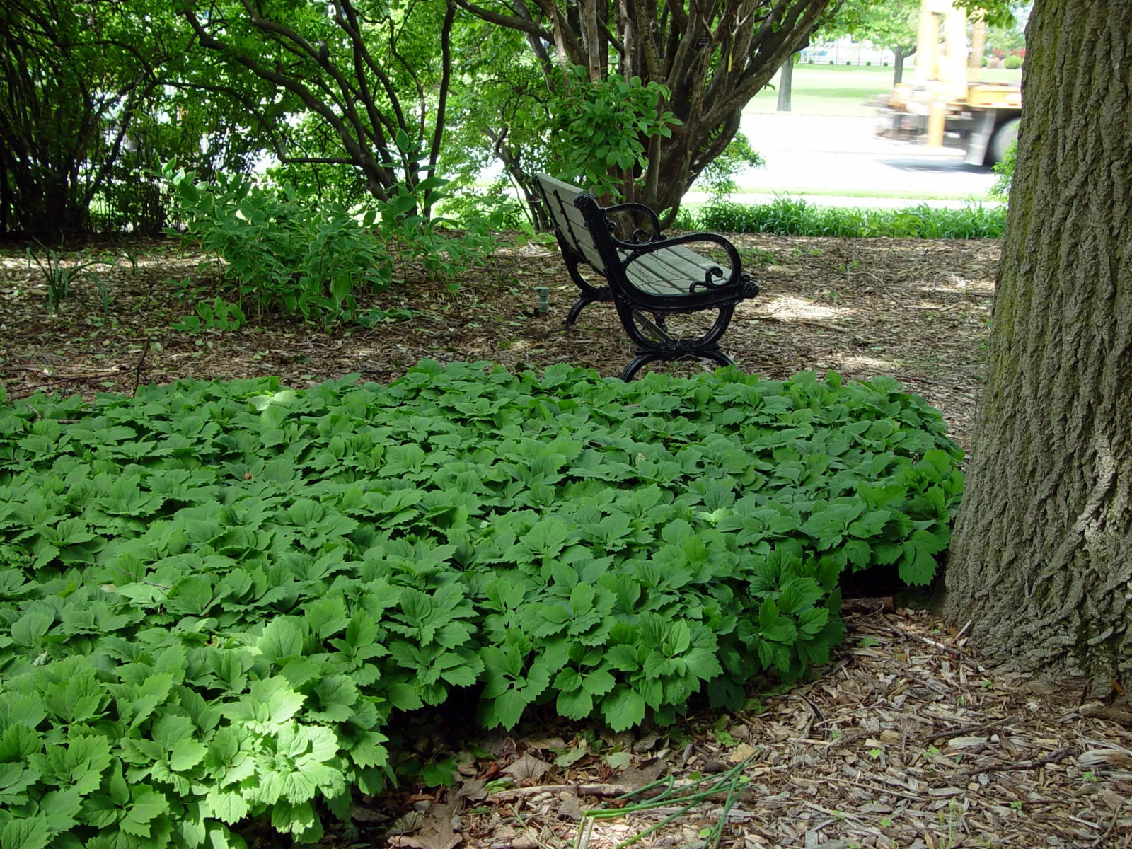 5 Roots Allegheny Spurge Herb Mountain Spurge, Buxaceae, Pachysandra pro... - $75.90