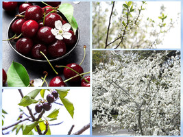 VPF 5 Sand Cherry Seeds (Prunus pumila) Edible Fruit Tree Shrub  USA - £4.78 GBP