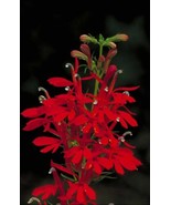 THJAR Lobelia Cardinalis | Cardinal Flower | 1000_Seeds - $317.93 MXN