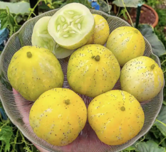 30 Vegetable Seed Cucumber, LEMON, Organic, Heirloom NON-GMO - £7.97 GBP