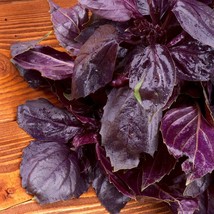 &quot; Dark Opal Basil Seeds, an attractive plant with dark purple, crinkled ... - $9.98