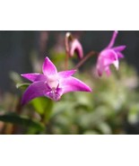 Compact Dendrobium Kingianum &#39;Pink&#39; Orchid NBS potted - not in bloom. Fr... - $34.12 CAD