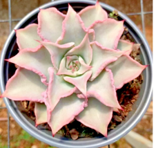 Echeveria madiba rare succulent exotic hen and chicks plant seed 50 SEEDS - £7.93 GBP