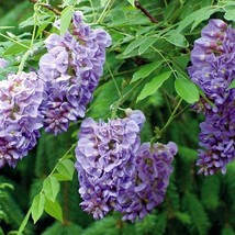 25 Amethyst Falls Lilac Seeds Tree Fragrant Flowers Perennial Seed Flower - £7.93 GBP