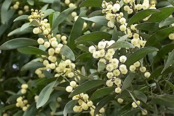 20 Australian Blackwood Tree Black Acacia Melanoxylon Wattle Yellow Flower Seeds - £7.23 GBP