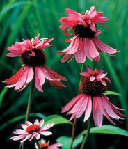 Echinacea Double  DeckerCone Flower * 10    Perennial  Deer Resistant From US - £6.57 GBP