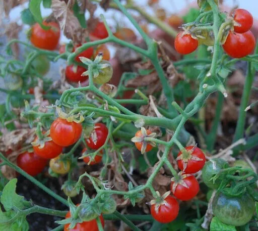 Tiny Tim Cherry Tomato Seeds 20 Dwarf Plant Great For Containers USA Seller - $8.41