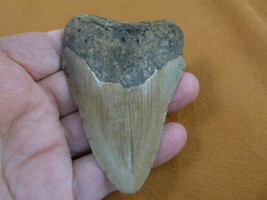 (S276-37) big 3-7/16&quot; Fossil MEGALODON Shark Tooth Teeth JEWELRY love sharks - £92.65 GBP