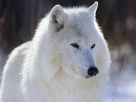 Transformation Lightwork White Wolf Totem, 31 Days - £298.46 GBP