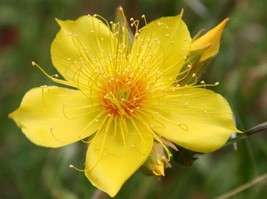 Yellow blazing star 100 fresh seeds mentzelia lindleyi - £7.22 GBP