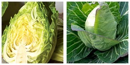 1500 Seeds Early Jersey Wakefield Cabbage Vegetable Fresh Garden - £15.91 GBP