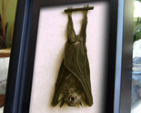 Real Vampire Wolf Faced Bat Gothic Decor Eonycteris Spelaea Taxidermy Di... - $129.99