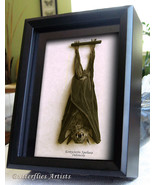 Real Vampire Wolf Faced Bat Gothic Decor Eonycteris Spelaea Taxidermy Di... - $129.99