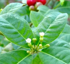 Yuga89 Store Rauvolfia tetraphylla Be Still Tree Devil Pepper 10 Seeds - £12.33 GBP