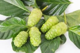 Noni Fruit Extract – Herbal Skin Brightening, Hair Growth &amp; Natural Care - $14.85