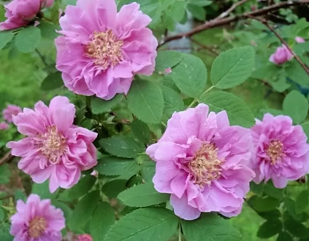 10 Seeds Pink CINNAMON ROSE Bush Amur Rosa Davurica Fragrant Flower  - £10.20 GBP