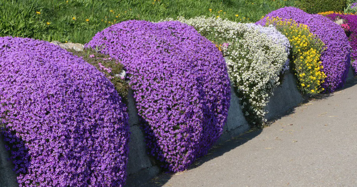 Creeping Thyme Wild 500 Seeds - $4.00