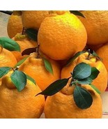 Grafted Shiranui Dekopon Mandarin Orange Tree In Half Gallon Pot Tangeri... - $102.74