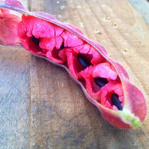 25 Seeds, Red Guamuchil Tree, Pithecellobium dulce, Madras Thorn Manila tamarind - £31.96 GBP