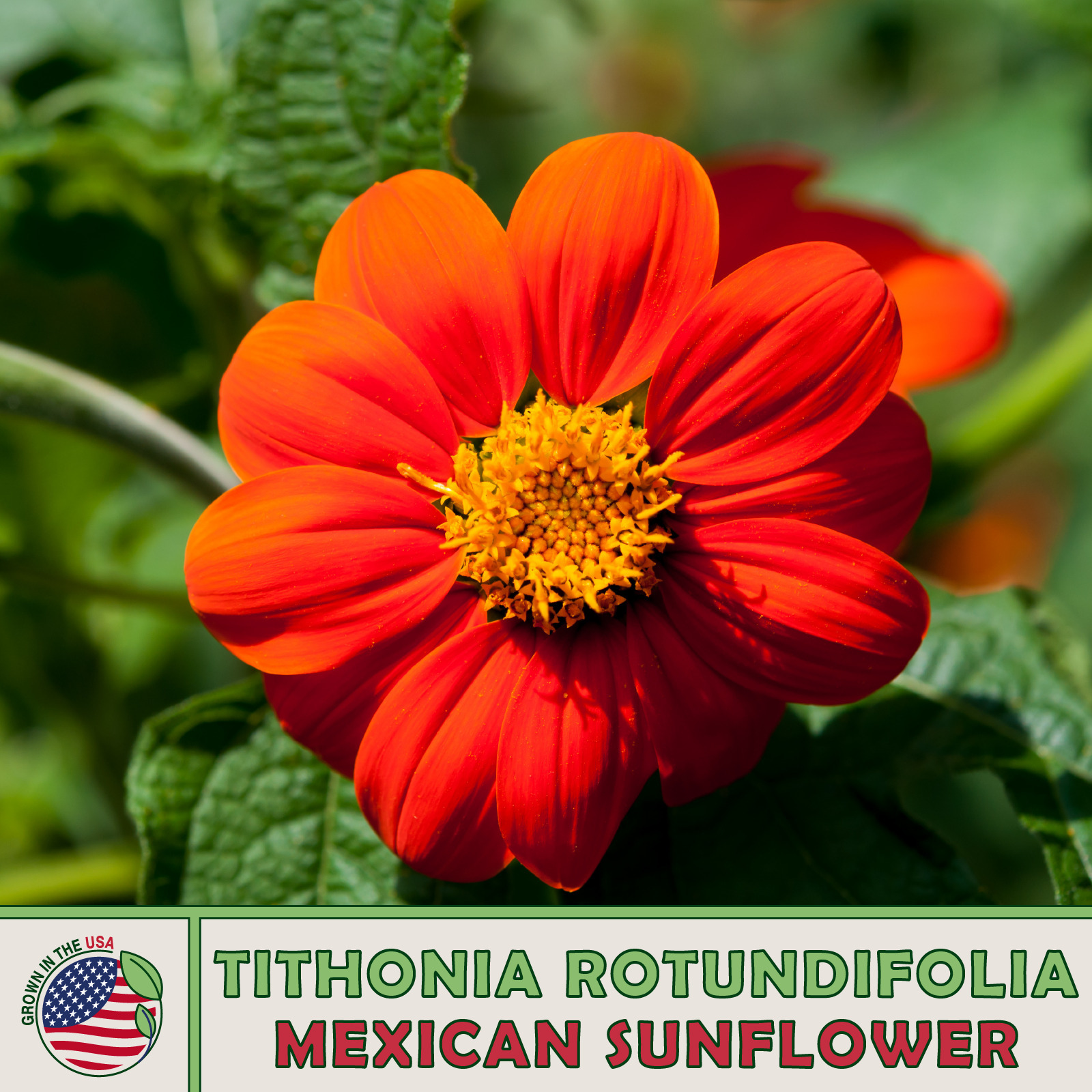 50 Mexican Sunflower Seeds Tithonia Rotundifolia Bee Hummingbird Attract... - $4.80