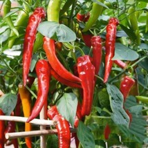 THJAR 25+ Hot Cowhorn Pepper seeds | Non GMO | Fresh  | Heirloom | - $4.74