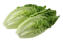 THJAR 3000 Little Gem Lettuce Small Romaine Butterhead Lactuca Sativa Vegetable  - £3.95 GBP