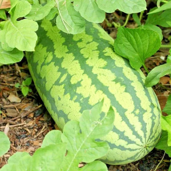 25+Congo Watermelon Seeds Organic Heirloom Vine Xl 30 50Lbs Summer Easy ... - $7.50