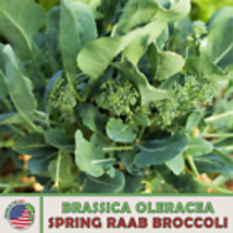 Spring Raab Broccoli Seeds, Brassica oleracea, Rapini, Genuine USA 100  Seeds - £9.37 GBP