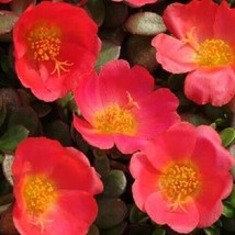 Purslane Seeds 50 Seeds Toucan Scarlet Shades Succulent Seeds Moss Rose Fresh Ga - £23.57 GBP