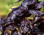 Thai Basil Purple Ocimum Basilicum Heirloom  Non Gmo 4 50 Seeds - £7.20 GBP