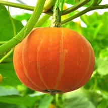 Grow Your Own Pumpkin - Organic Orange Pumpkin Seeds, Available in Packs of 5/20 - £4.70 GBP