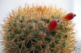 Mammillaria yucatensis @J@ flowering pincushion cacti rare cactus seed 100 SEEDS - $12.99