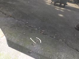 Passenger Rear Side Door Li LWB Fits 09-15 BMW 750i 77284 image 4