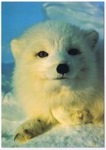 Postcard Animal Arctic Fox North American Wildlife - £2.90 GBP