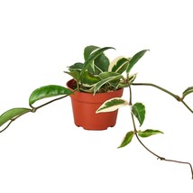 Hoya Carnosa 'Tricolor'-3" Pot - $1,141.51 MXN