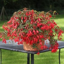 USA Seller 2R7D5 Begonia Seeds Begonia Bossa Nova Red 15 Seeds Trailing ... - $20.70