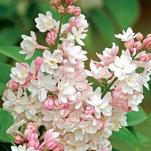 25 Light Pink Lilac Seeds Tree Fragrant Hardy Perennial Flower - £8.67 GBP