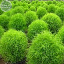 Fresh 150 Seeds Kochia Scoparia Summer Cypress Annual Plant Seeds Green - £3.14 GBP