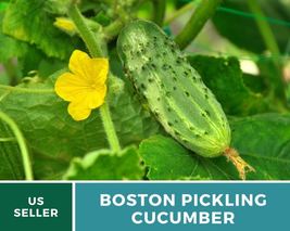30 Seeds Cucumber Boston Pickling Vegetable Seed Cucumis sativus Non-GMO - £15.68 GBP