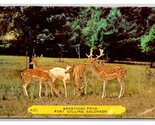 Generic Greetings Group of Deer Fort Collins Colorado CO Chrome Postcard... - $2.92