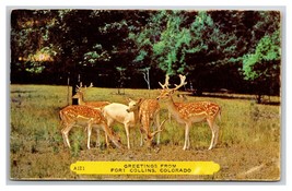 Generic Greetings Group of Deer Fort Collins Colorado CO Chrome Postcard W22 - £2.33 GBP