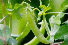 OKB - 35 Seeds Sugar Ann Snap Pea Seeds, Early and Compact, Heirloom, NON-GMO - £4.94 GBP