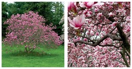 2.5&quot; Pot - Ann Magnolia Tree/Shrub - 6-12&quot; Tall Live Plant - Potted Seedling - £66.55 GBP