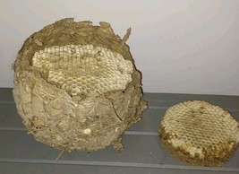 Paper Wasp Nest in 2 Pieces on Small Branch - $35.00