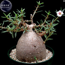 Fresh Seeds Pachypodium Bispinosum Succulent Sub Shrub Seeds 2 Seeds Swollen Tub - £25.30 GBP