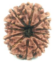 12 Mukhi Rudraksh / Twelve Face Rudraksha - Nepal - 25.10 mm - Lab Certi... - $123.75