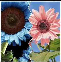 Blue Sunflower Seeds And Pink Sunflower Seeds 25 + - £5.31 GBP