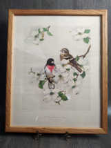 1950 Rose Breasted Grosbeaks &amp; Dogwood Lithograph James Gordon Irving 22x17 Bird - $296.99