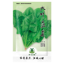 600 pcs Big round leaf spinach Seeds Giant Noble spinach Persia vegetable FRESH  - £5.52 GBP
